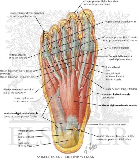Muscles of Sole of Foot: First Layer