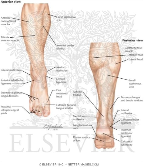 Illustrations in Orthopaedic Anatomy - Thompson 2E