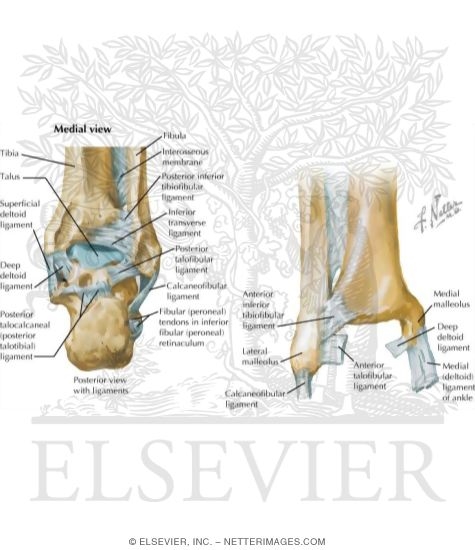 Joints of the Foot and Ankle