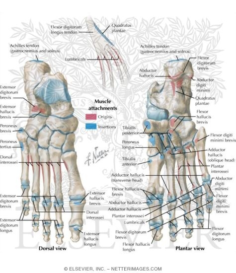 Origins and Insertions In the Foot and Ankle