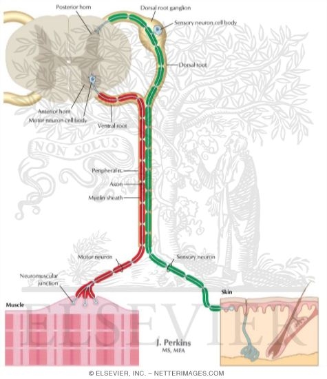 Peripheral Nervous System