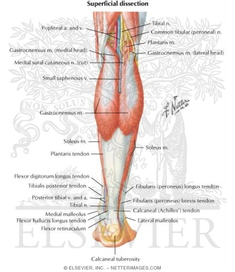 leg muscle illustration