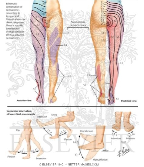 Segmental Sensory Innervation (Dermatomes) of Lower Limb
Dermatomes of Lower Limb