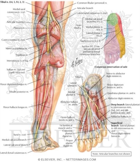 Posterior Tibial Nerve Anatomy. Tibial+nerve+anatomy