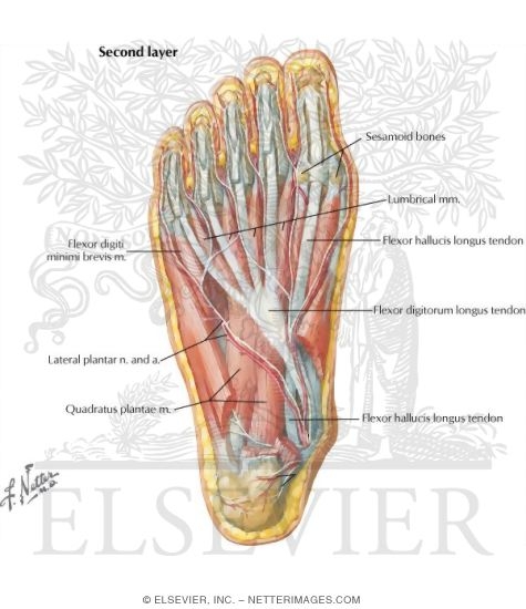 Muscles of Sole of Foot: Second Layer