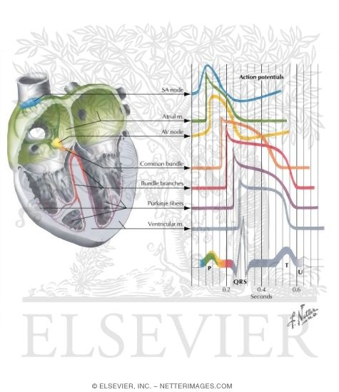 ECG and the Cardiac Conduction System