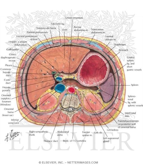 Peritoneum