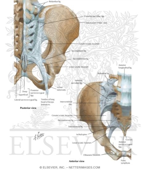 Bones and Ligaments of Pelvis