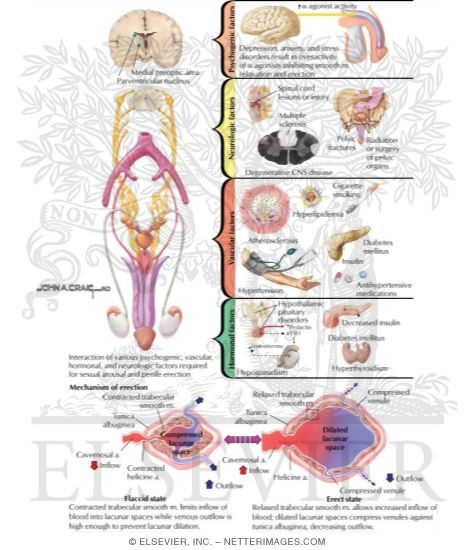Erectile Dysfunction