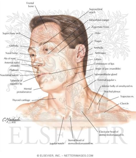 Surface Anatomy: Key Landmarks