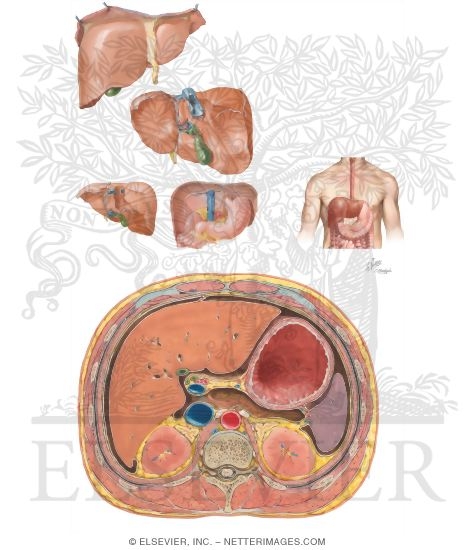 Various Views of Liver and Bed of Liver