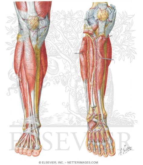 Anterior Compartment Leg Muscles, Vessels, and Nerves