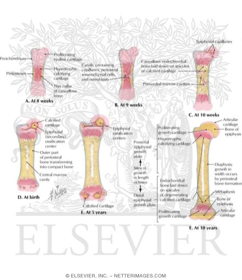 Growth and Ossification of Long Bones (Humerus, Midfrontal Sections)
Endochondral Ossification In a Long Bone