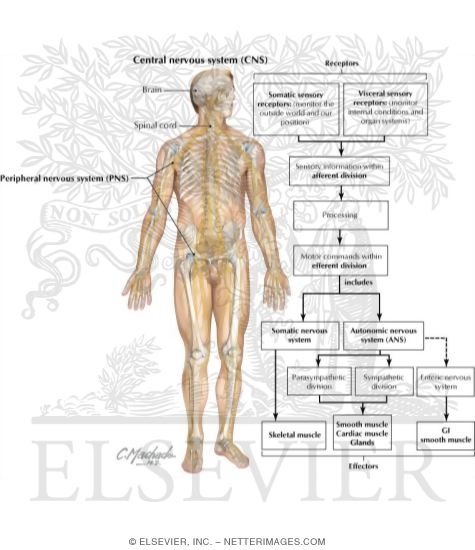 Nervous System: Organization