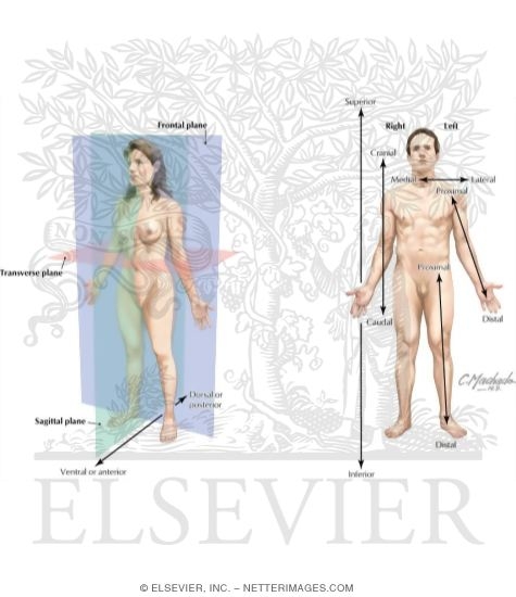 Terms of Relationship and Body Planes