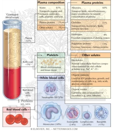 Cardiovascular System: Composition of Blood