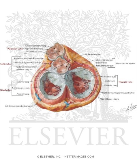 Heart Fibrous Skeleton