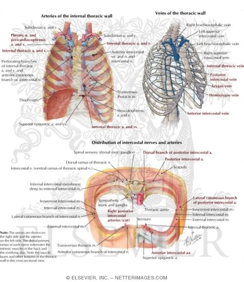 Intercostal Vessels and Nerves