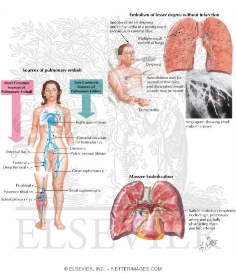 Skin signs of systemic disease in adults
