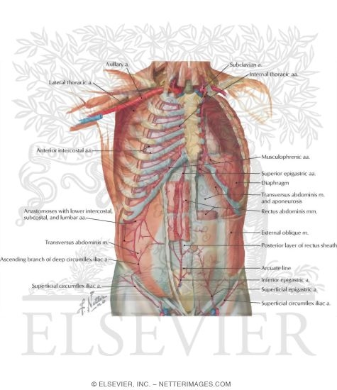 Arteries of Anterior Abdominal Wall
