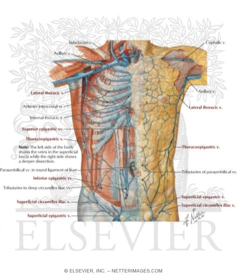Veins of Anterior Abdominal Wall
Venous Drainage of the Abdomen