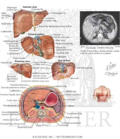 Various Views of Liver and Bed of Liver