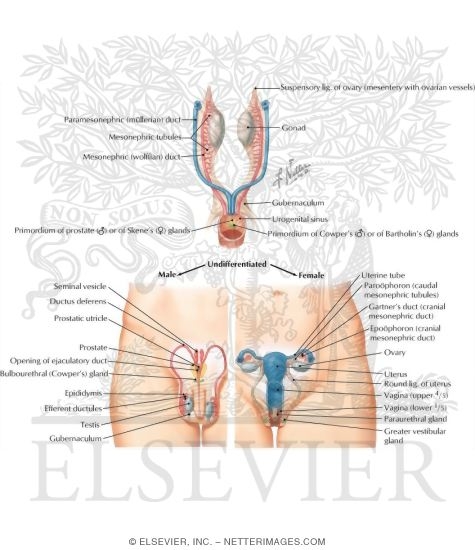 Anterior View of the Derivatives