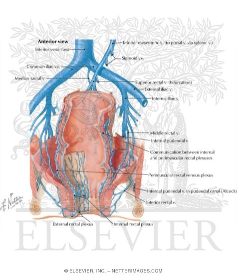 Veins of Rectum and Anal Canal