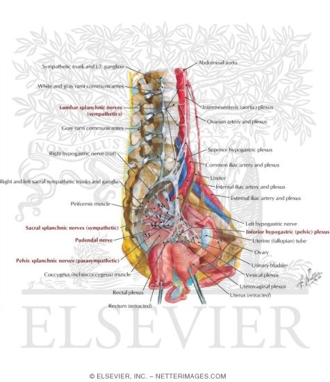 pelvic nerves