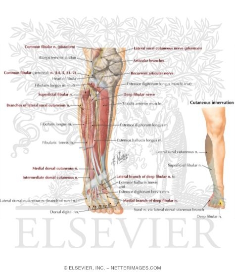 Common Peroneal Nerve (L4, L5; S1, S2)