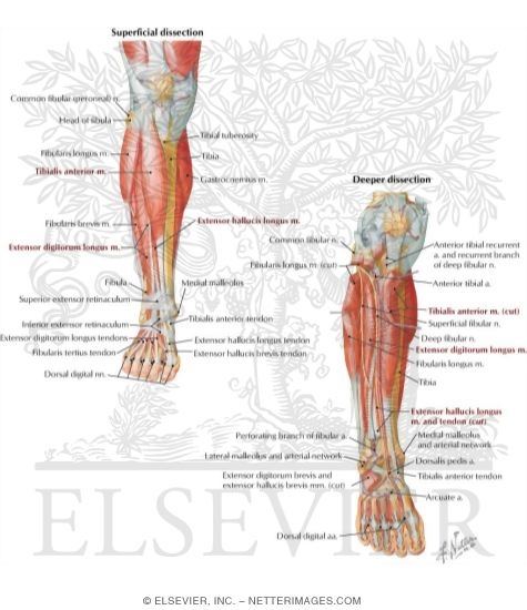 Anterior Compartment Leg Muscles, Vessels, and Nerves