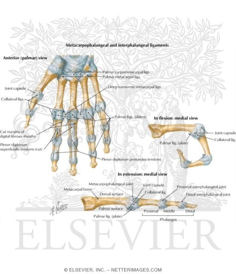Metacarpophalangeal and Interphalangeal Ligaments Metacarpophalangeal