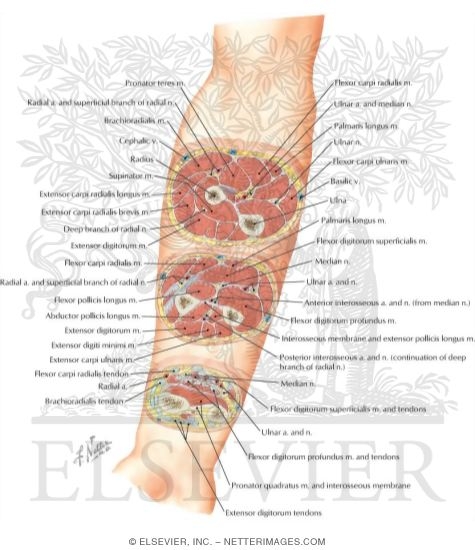 Cross-Sectional Anatomy of Right Forearm