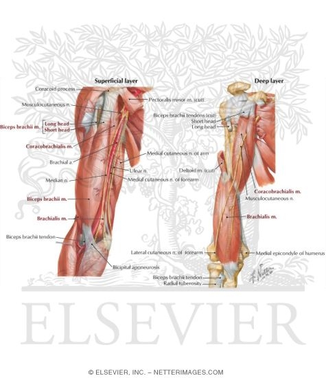 Arm: Anterior Compartment Muscles and Nerves