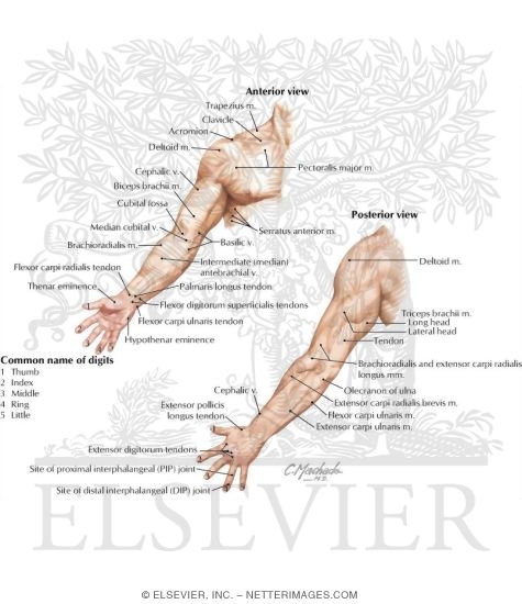 Upper Limb: Surface Anatomy