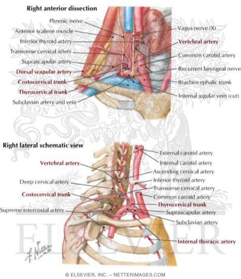 Subclavian Artery