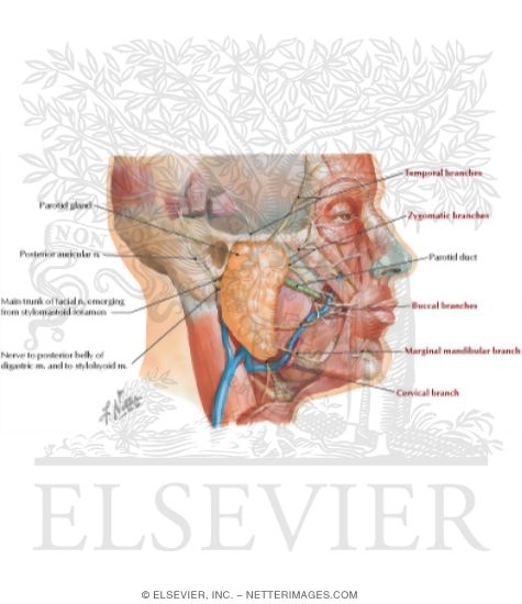 Nerve Supply of the Temporal Fossa