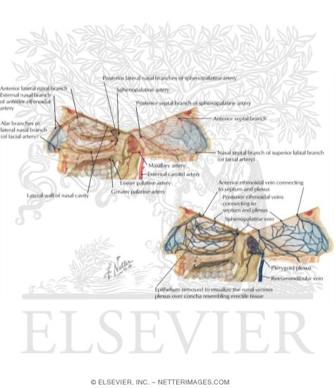 Arterial Supply and Venous Drainage of the Nasal Cavity (Septum Hinged Open)
