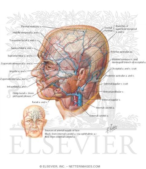Superficial Arteries and Veins of Face and Scalp