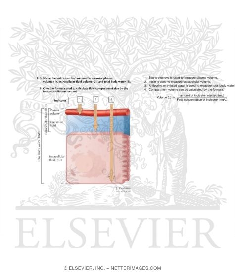 Substances to Determine Fluid Compartment Size In Homeostasis