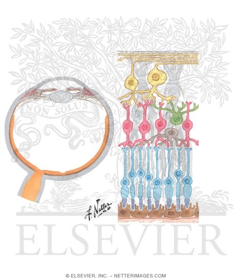 visual receptors