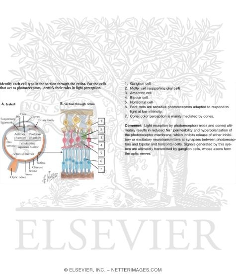 Visual Receptors