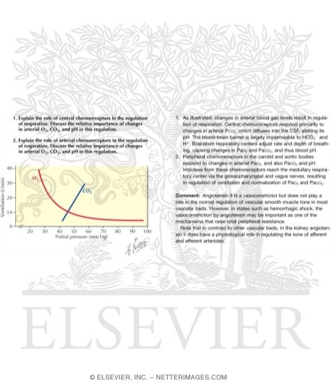 Chemical Control of Respiration (Feedback Mechanism)