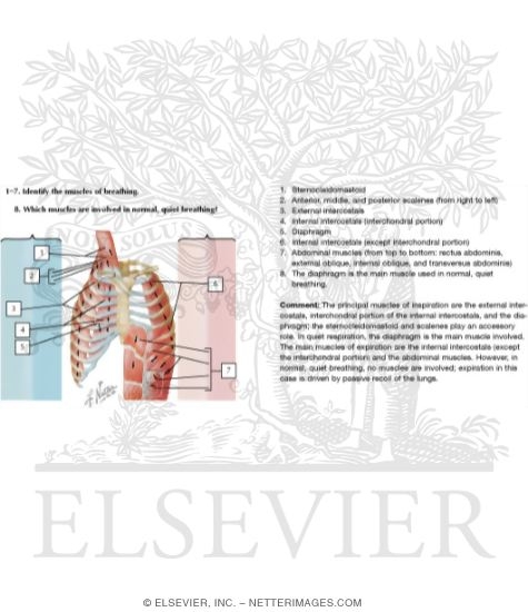 Expiration And Inspiration. Muscles of Inspiration