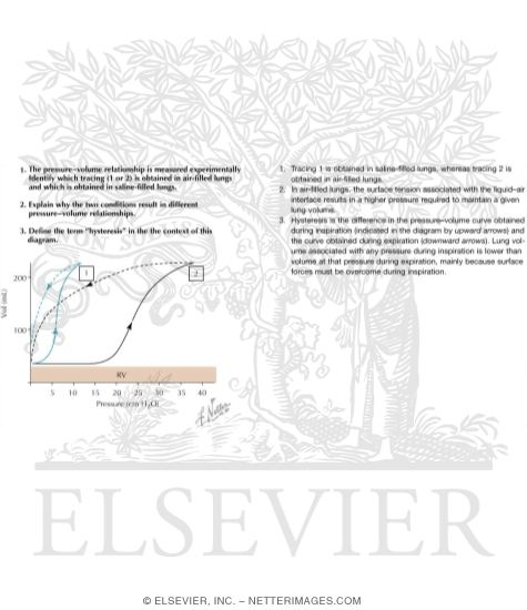 Compliance and Surface Forces of the Lung