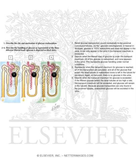 Reabsorption of Glucose I