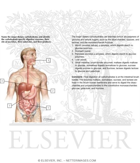 Carbohydrate Digestion