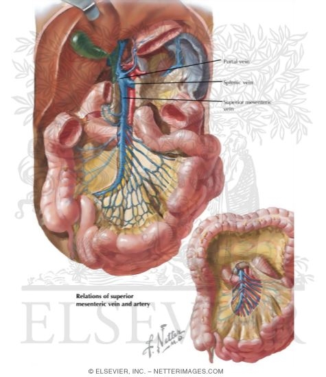 Veins of Small Intestine
Venous Drainage of Small and Large Intestine