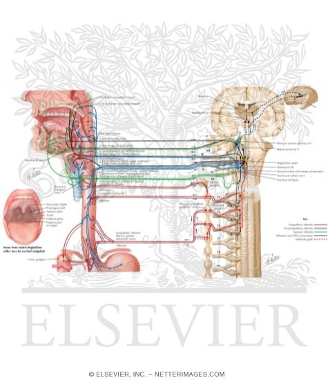 Neuroregulation of Deglutition