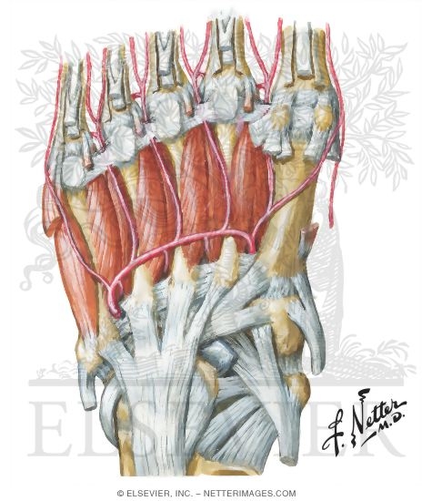 Plantar Foot Muscles